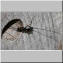 Stenarella domator - Schlupfwespe 01a 11mm.jpg